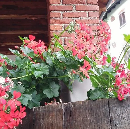 Alojamento de Acomodação e Pequeno-almoço Relais Profumo Di Vino